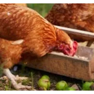 Quelle mangeoire choisir pour ses poules tout en évitant les nuisibles ?