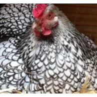 Choisir une litière idéale pour le pondoir en Belgique et en France