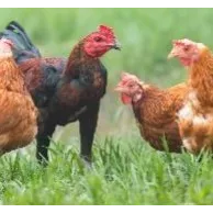 Peut-on mélanger différentes races de poules dans son poulailler en Belgique et en France ?