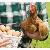 Les poules pondent-elles des œufs tous les jours ?