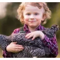 La poule peut-elle être considérée comme un animal de compagnie ?