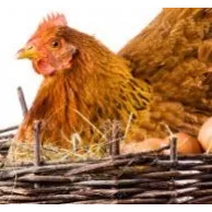 Importance du pondoir dans un poulailler en Belgique et en France