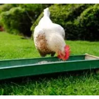 Quels sont les accessoires indispensables pour élever des poules en France et en Belgique ?