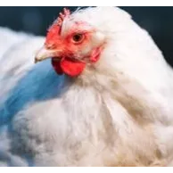 Tout savoir sur la poule pondeuse pour commencer son élevage en Belgique et en France