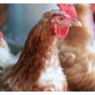 Qu’est-ce que le picage chez les poules et quelles solutions pour l’éviter ?