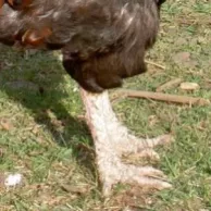 L’huile de cade : un indispensable au poulailler