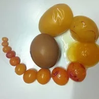 Les poules ovulent par « chapelet »