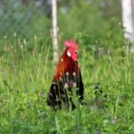 Les choses à savoir avant d’adopter un coq