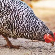 Lutter efficacement contre l’appauvrissement du parcours, c’est possible !