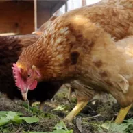 Grand nettoyage d’automne du potager et du verger 
