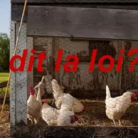 Installer un poulailler : des règles à respecter Installer un poulailler : des règles à respecter