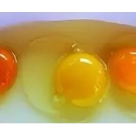 Pourquoi la couleur des jaunes d’œufs pondus au poulailler n’est-elle pas la même que celle des œufs du commerce?