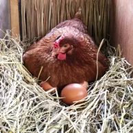 Mais qu’est-ce qu’une bonne pondeuse ?