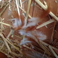 Les feuilles mortes se ramassent à la pelle… Et les plumes aussi !