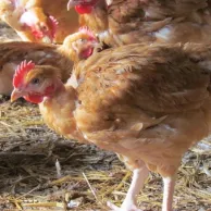 Une poulette démarrée plutôt qu’une jeune poule prête à pondre ?