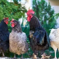 Quelle(s) race(s) privilégier quand on veut des œufs ?