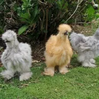 Poules d’ornement : mauvaise pioche si on veut des œufs ?