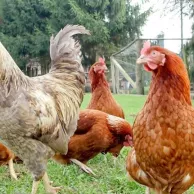 Quelle est la durée de vie d’une poule ?