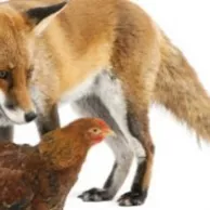 Éloigner les renards de l’enclos de vos poules   