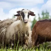 Que faut-il prévoir pour élever des moutons ou des chèvres à la maison ? Que faut-il prévoir pour élever des moutons ou des chèvres à la maison ?