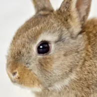 Lapin, hamster ou cobaye, lequel choisir pour la maison