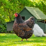 Renouveler son poulailler pour une installation en HPL