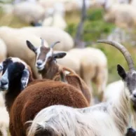Le comportement des moutons et des chèvres : comment s’en occuper en France et en Belgique ? Le comportement des moutons et des chèvres : comment s’en occuper en France et en Belgique ?