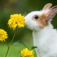 Quelle espèce de lapin choisir pour la maison ?