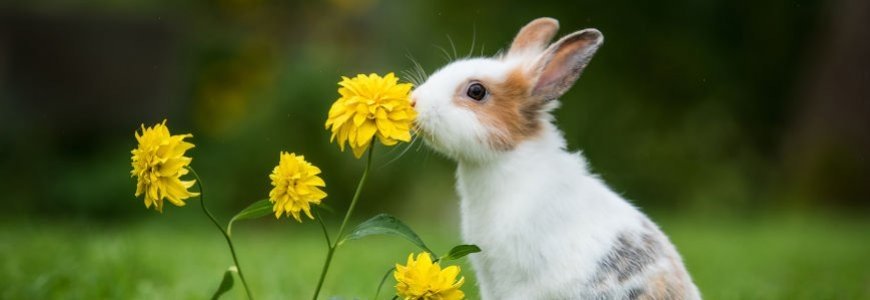 Choisir un lapin pour votre foyer en France et en Belgique