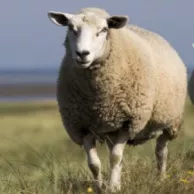 Quand faut-il tondre les moutons ? Et pourquoi ? Quand faut-il tondre les moutons ? Et pourquoi ?