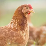 Pourquoi élever des poules à la maison en France et en Belgique ?