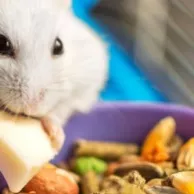 Que puis-je donner à manger à mon lapin ou mon hamster ?