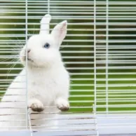 Cage intérieure ou extérieure pour mon rongeur de compagnie ?