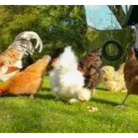 Puis-je laisser mes poules se balader dans le jardin ?