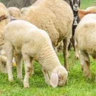 Peut-on mettre ensemble les chèvres et les moutons ? Peut-on mettre ensemble les chèvres et les moutons ?