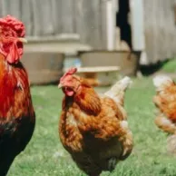 Dois-je prendre un coq dans mon poulailler ?