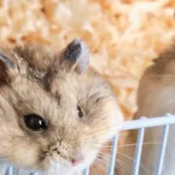 Est-ce qu’on peut mettre différents rongeurs dans la même cage ?