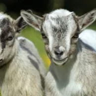 La chèvre naine, un animal de compagnie d’intérieur ? La chèvre naine, un animal de compagnie d’intérieur ?