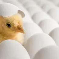 Les avantages des couveuses automatiques pour les éleveurs amateurs ou professionnels en France et en Belgique