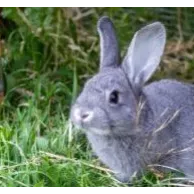 Quel clapier choisir pour votre lapin domestique ?