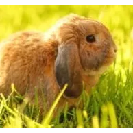 Comment accueillir votre lapin bélier en Belgique et en France ?