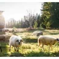 Quel matériel professionnel est nécessaire pour l’élevage de vos chèvres et/ou moutons ? Quel matériel professionnel est nécessaire pour l’élevage de vos chèvres et/ou moutons ?