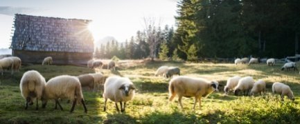 Quel matériel professionnel est nécessaire pour l'élevage de vos chèvres  et/ou moutons