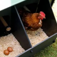 Opter pour un poulailler en plastique recyclé et ses nombreux avantages pour le bien-être de vos poules