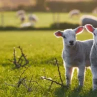 Conseils pour préparer l’arrivée d’un agneau dans votre ferme à domicile Conseils pour préparer l’arrivée d’un agneau dans votre ferme à domicile
