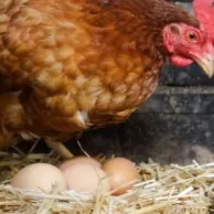 Comment choisir vos poules pondeuses domestiques en Belgique ou en France ?