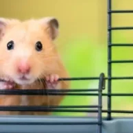 Quelle race de hamster domestique choisir ?