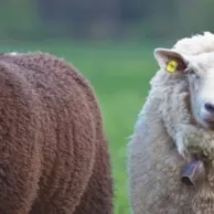 Comment choisir la race de vos moutons en Belgique et en France ? Comment choisir la race de vos moutons en Belgique et en France ?