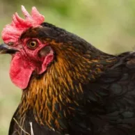 Conseils pour démarrer votre élevage de poules pondeuses