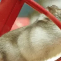 Cages, jouets et accessoires pour hamster : lesquels choisir pour votre animal de compagnie ?